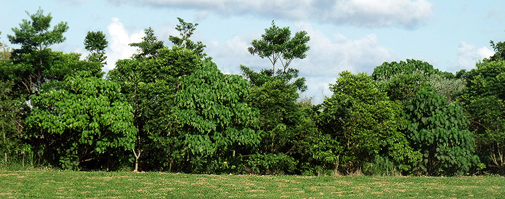 environmental initiative