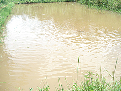 Fish Farming Pilot Project